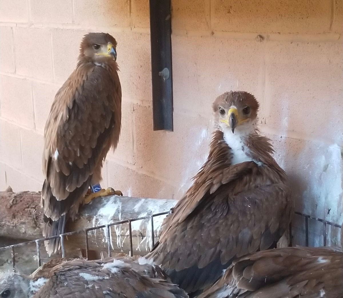 Pollos águila imperial criados en el Zoobotánico de Jerez FOTO: AYTO JEREZ