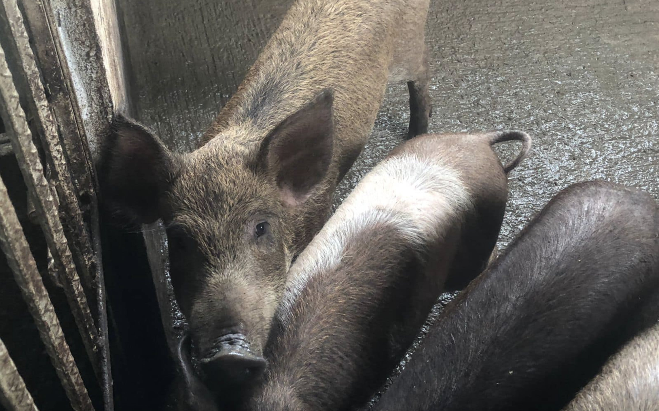 Imagen del cerdolí, el nuevo cruce entre cerdos vietnamitas y jabalí que pone en riesgo la supervivencia de varias especies autóctonas en Andalucía.