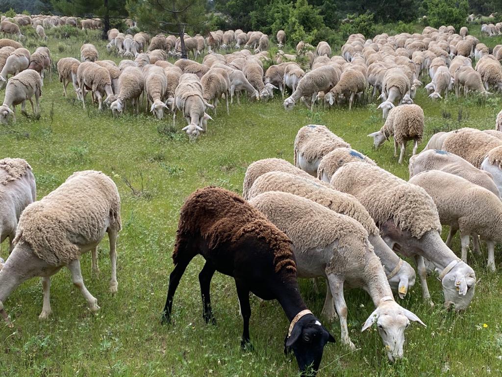 Un rebaño de ovejas.