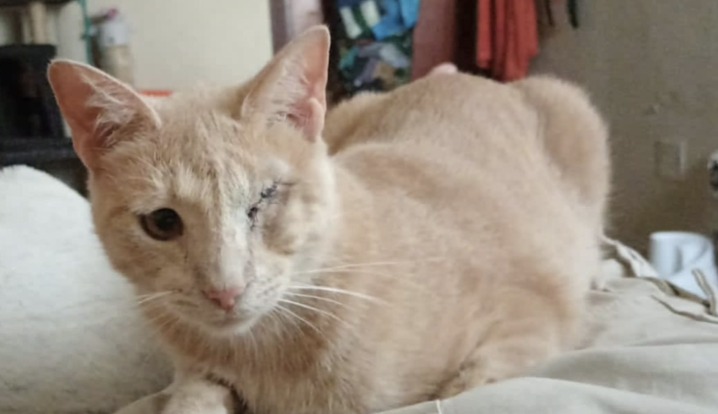 Camilo, gato perdido desde hace más de un mes en Chiclana.