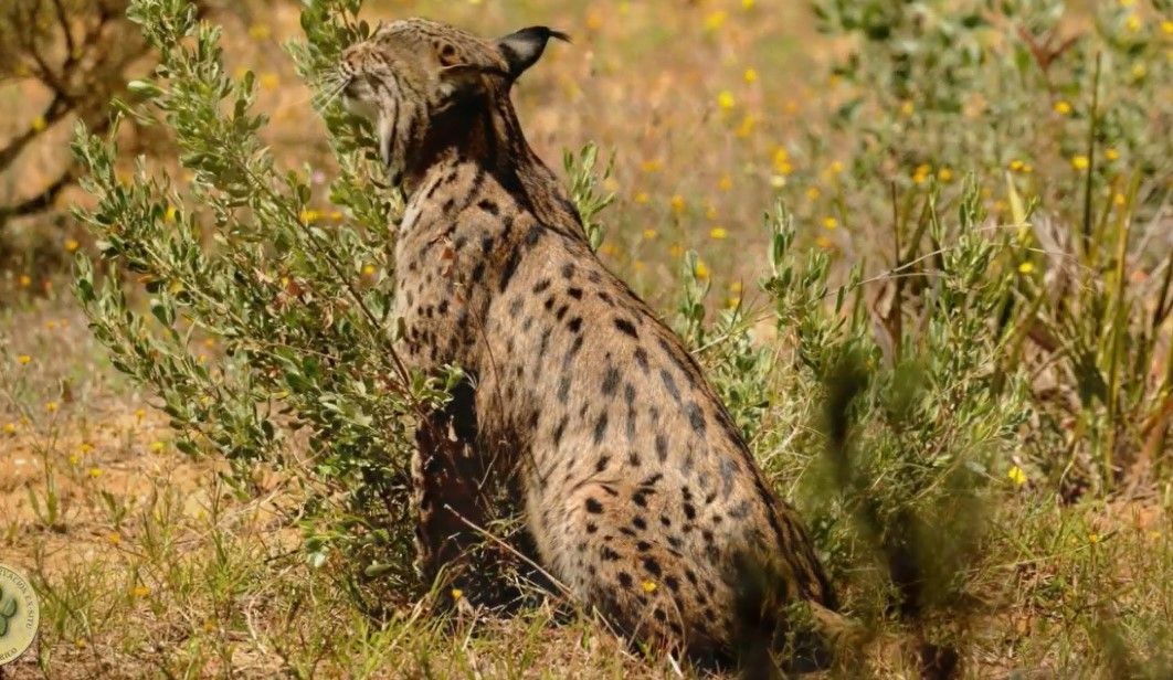 Aura, el lince más longevo del mundo.