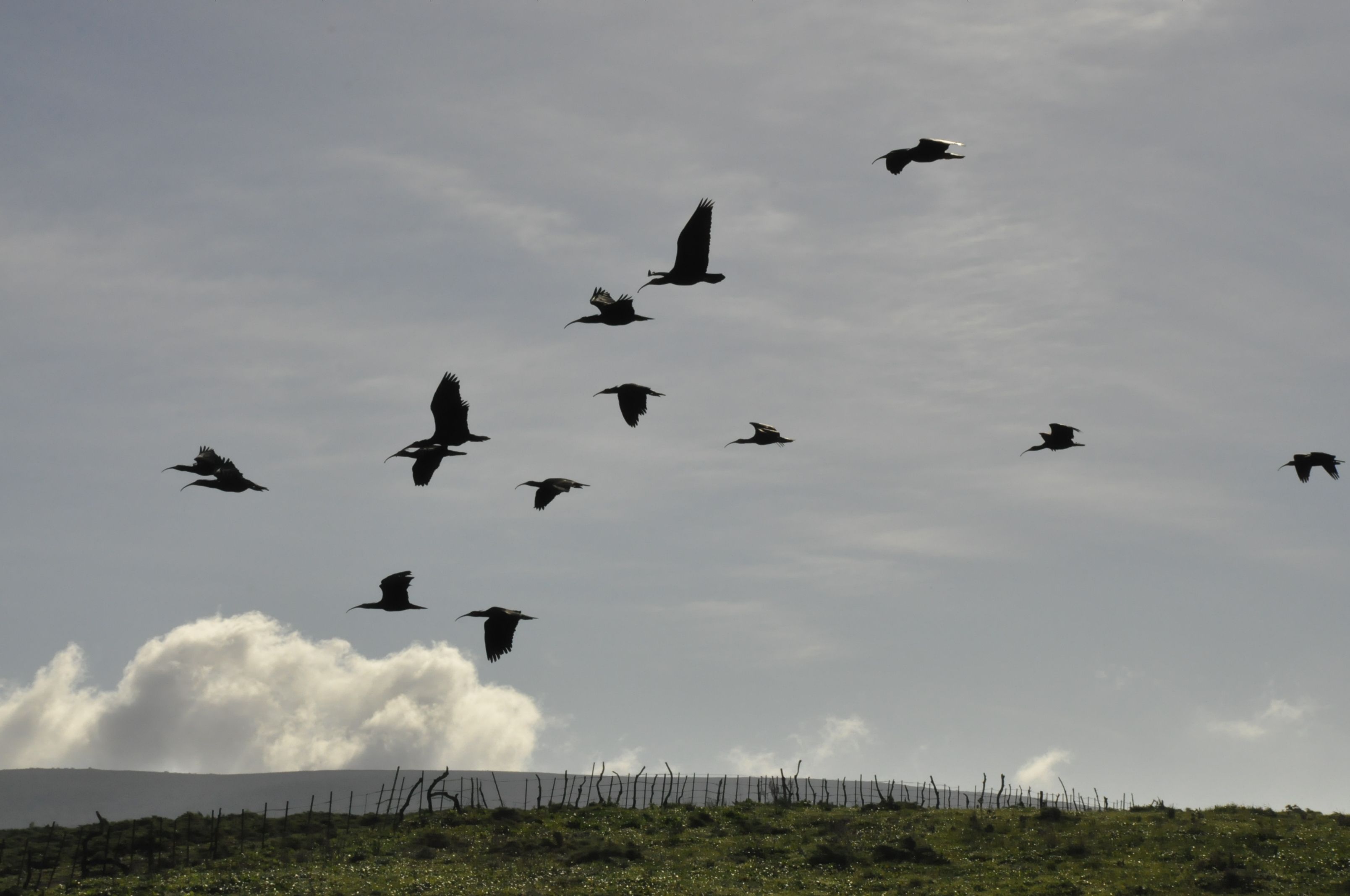 Los 41 especímenes de ibis eremita en la suelta. FOTO: AYUNTAMIENTO DE JEREZ