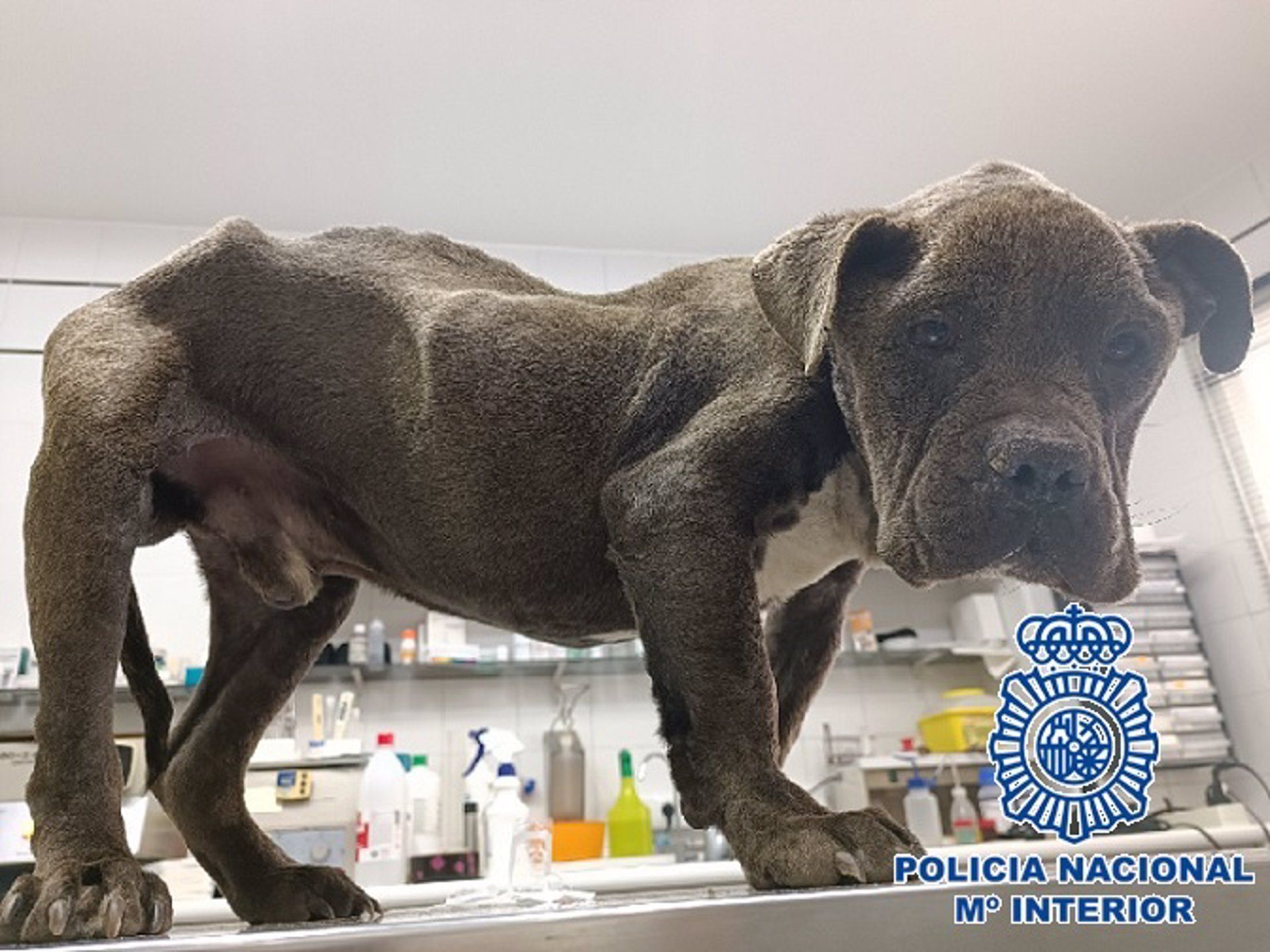 Rescatan a un perro al borde de la muerte en Málaga.