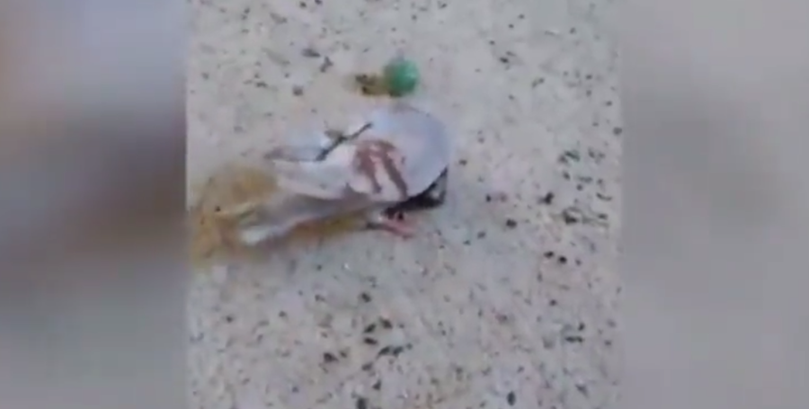 Una de las palomas con el virus que las convierte en 'zombis'.