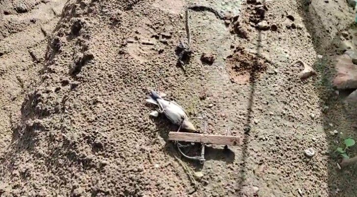 Trampa perchas ilegales en Sanlúcar y Chipiona.