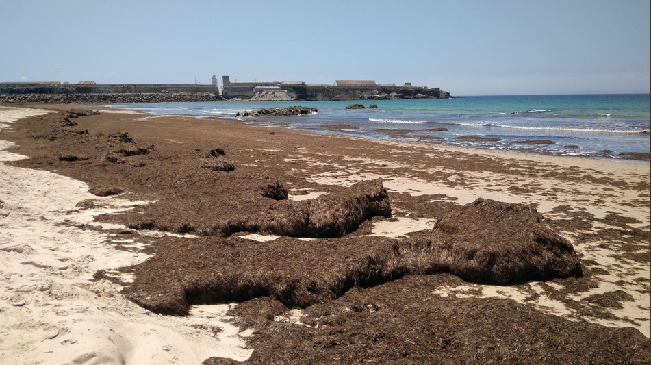 Imagen de la costa de Tarifa cubierta por el alga asiática invasora. FOTO: TWITTER Juan Carlos Jiménez