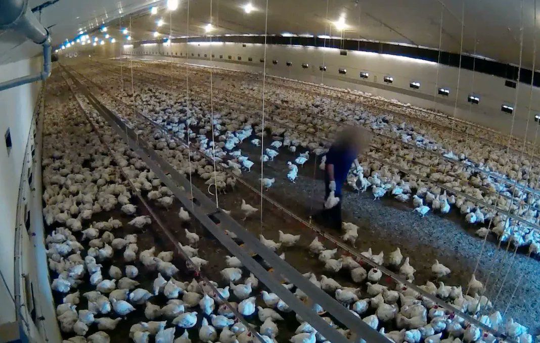 Miles de pollos muertos en una granja de Alemania que también suministra productos a Lidl.