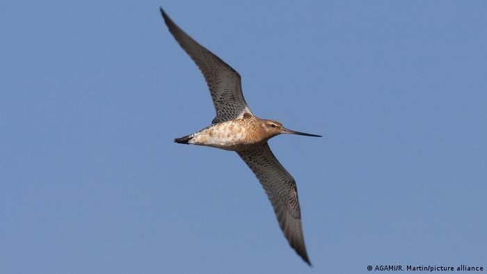 Récord: un ave recorre 13.560 kilómetros sin parase desde Alaska a Tasmania. Un ejemplar del Aguja colipinta en pleno vuelo.
