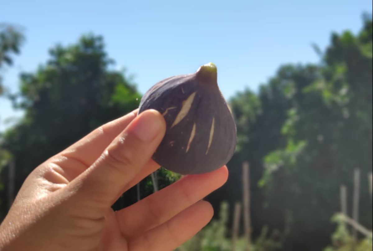 ¿Qué ventajas aportan los productos ecológicos al consumidor?.