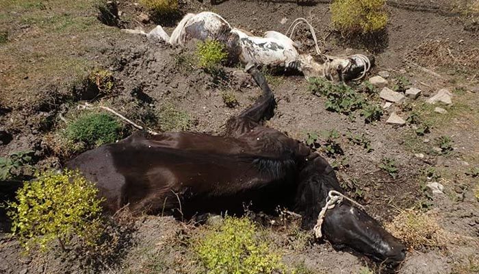 Imagen de dos de los ocho cadáveres de caballo encontrados en Jimena. 