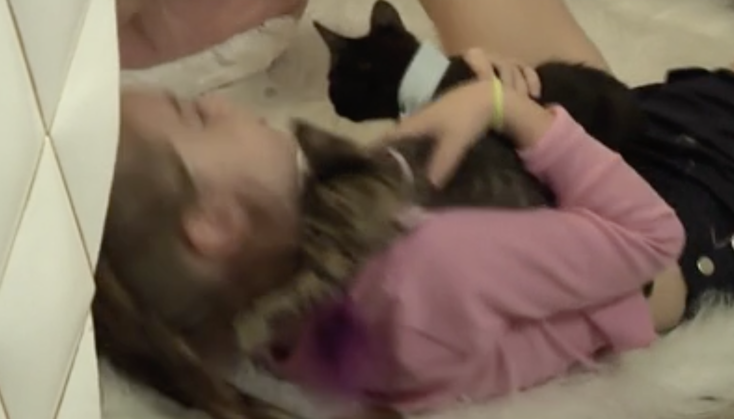 Alegato para siempre. Imagen de ETB del café de gatos de Bilbao.