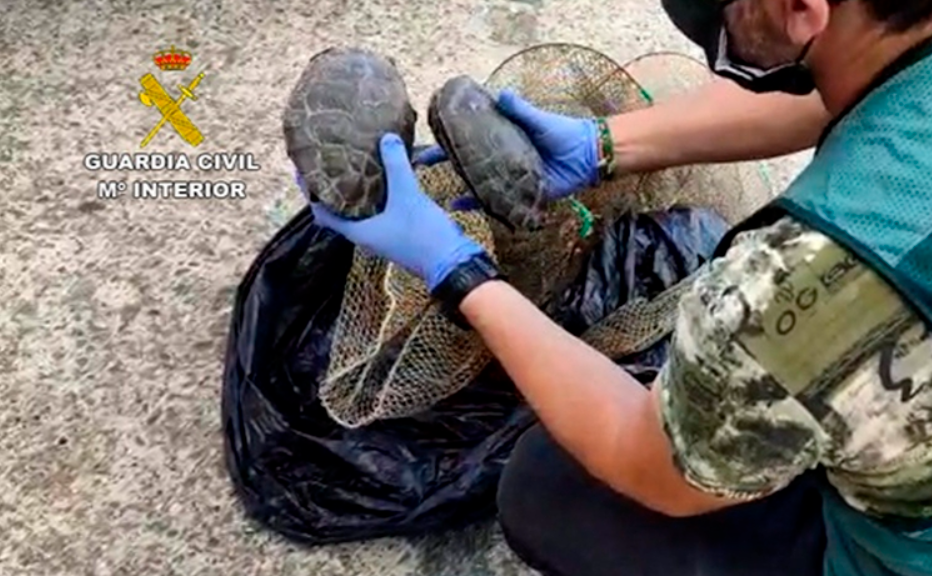 La Guardia Civil ha sorprendido en Las Cabezas de San Juan a tres personas portando más de cien tortugas galápago.