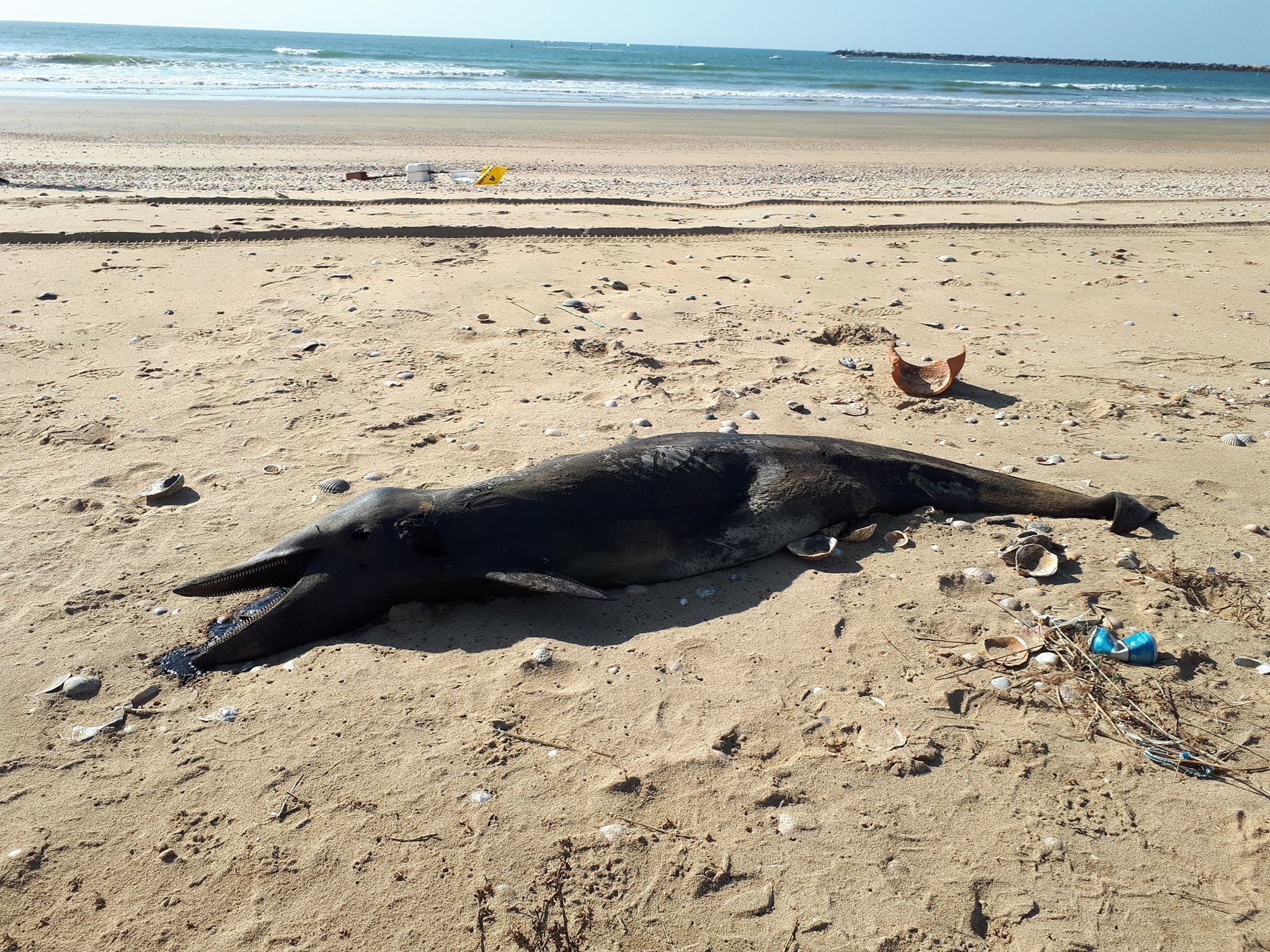 Un onubense encuentra a una cría de delfín muerta en la playa del Espigón. Un onubense encuentra a una cría de delfín muerta en la playa del Espigón.