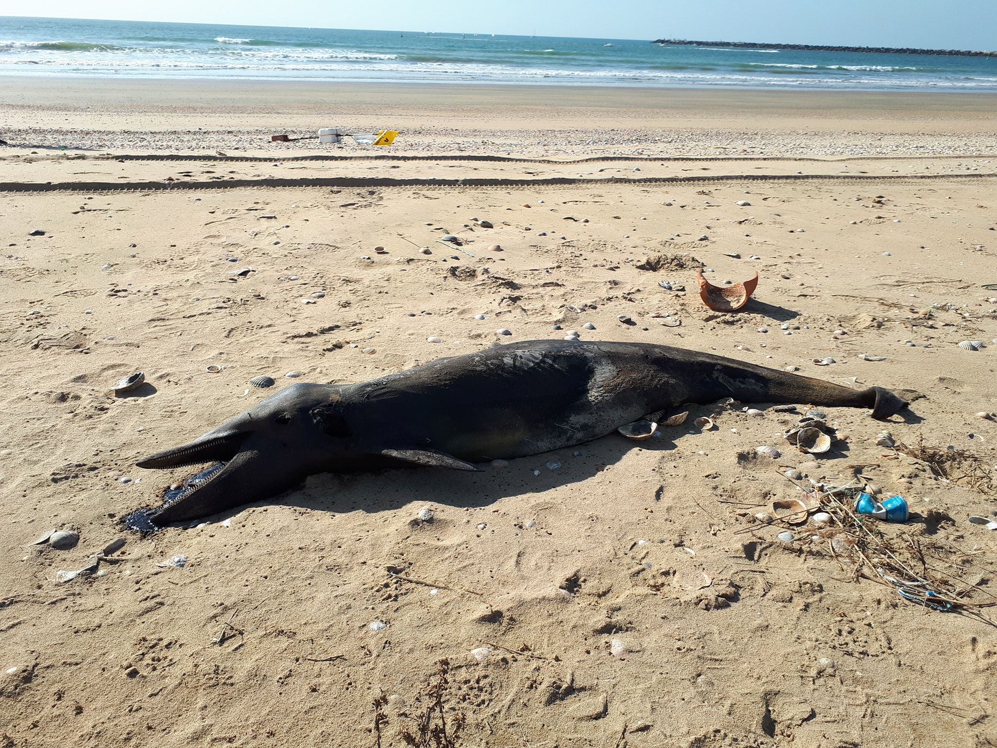 Un onubense encuentra a una cría de delfín muerta en la playa del Espigón.