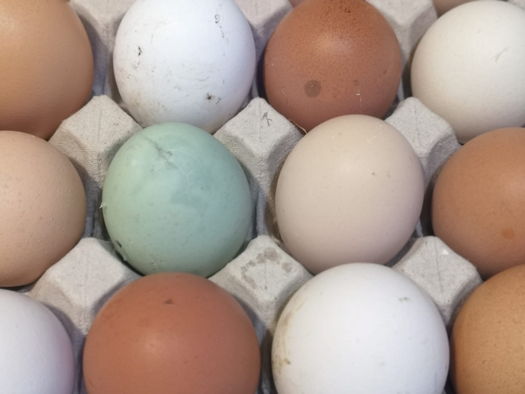 Los colores de las cáscaras de los huevos.