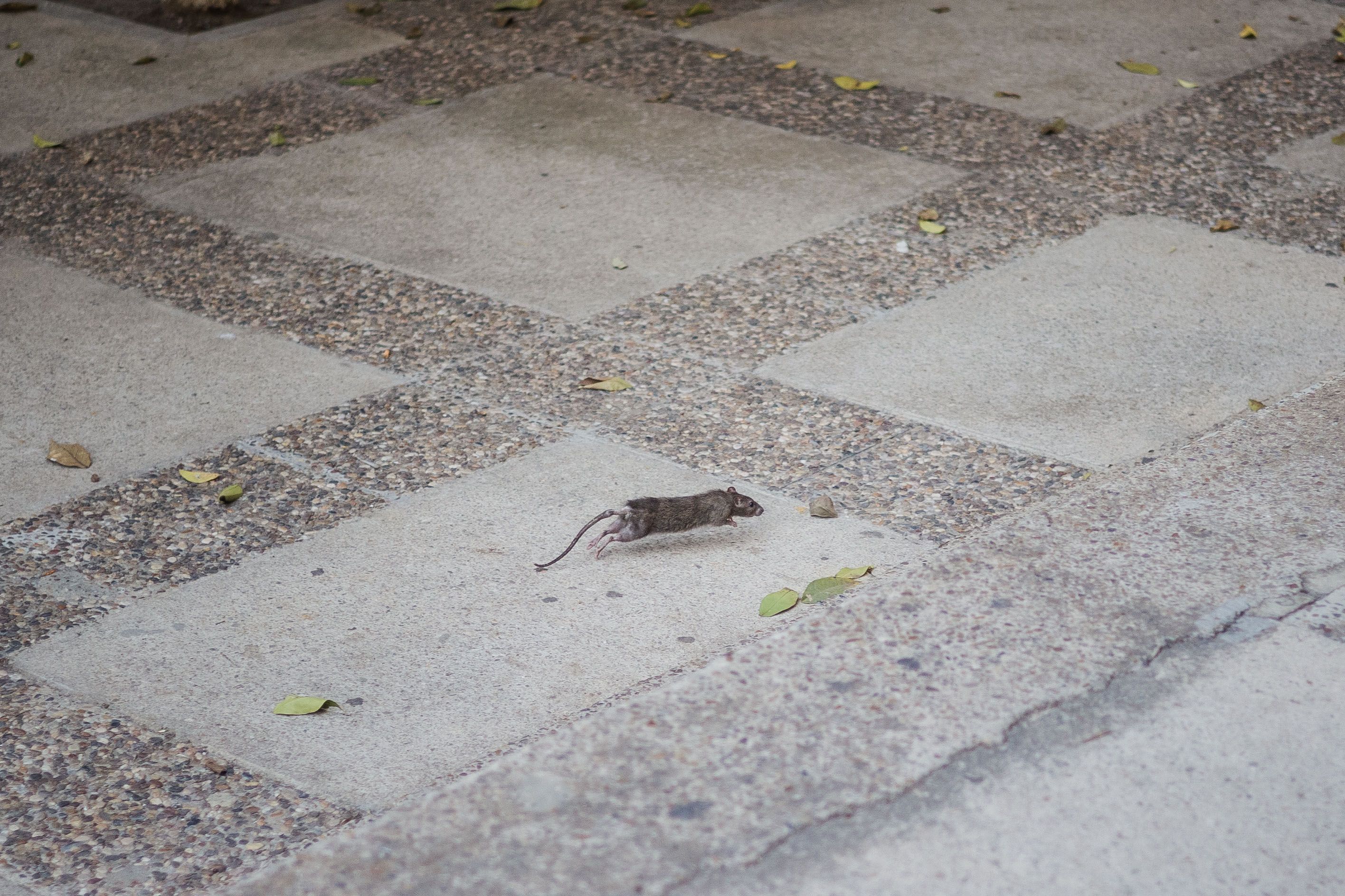 Una rata por el centro de Málaga. 