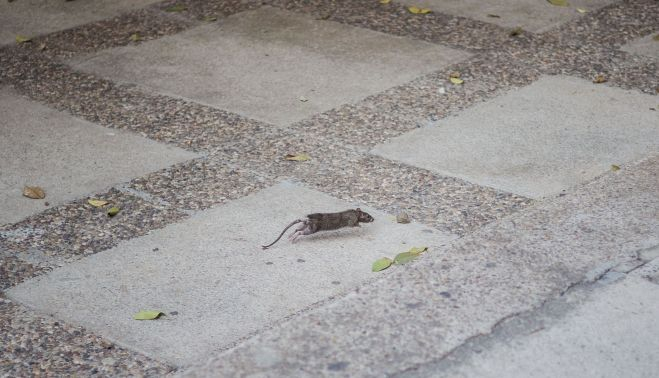 Vecinos y comerciantes de la plaza de Ronda en La Granja han denunciado la presencia de ratas y el cese de las actuaciones de los servicios de control de plagas.
