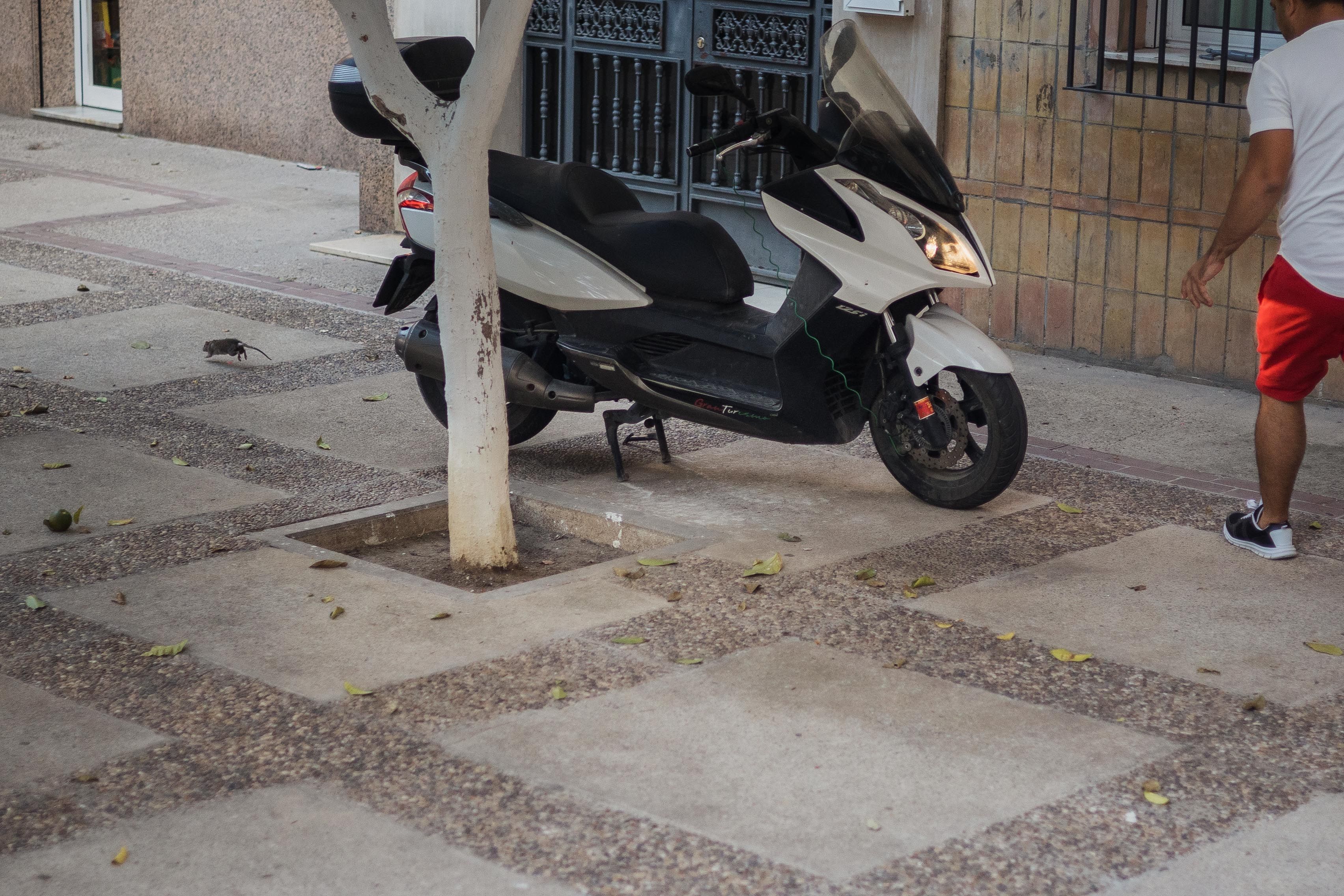 Imagen de una rata en la barriada de La Granja de Jerez.