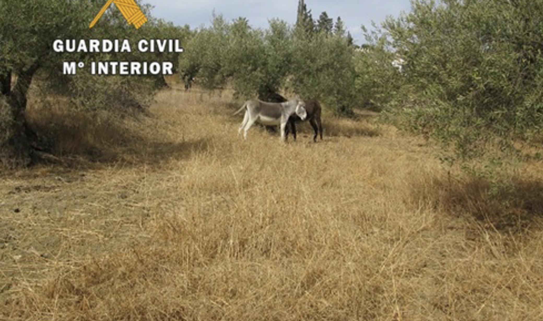 La Guardia Civil ha intervenido un total de 37 animales atados, con heridas y evidentes muestras de desnutrición en Málaga.