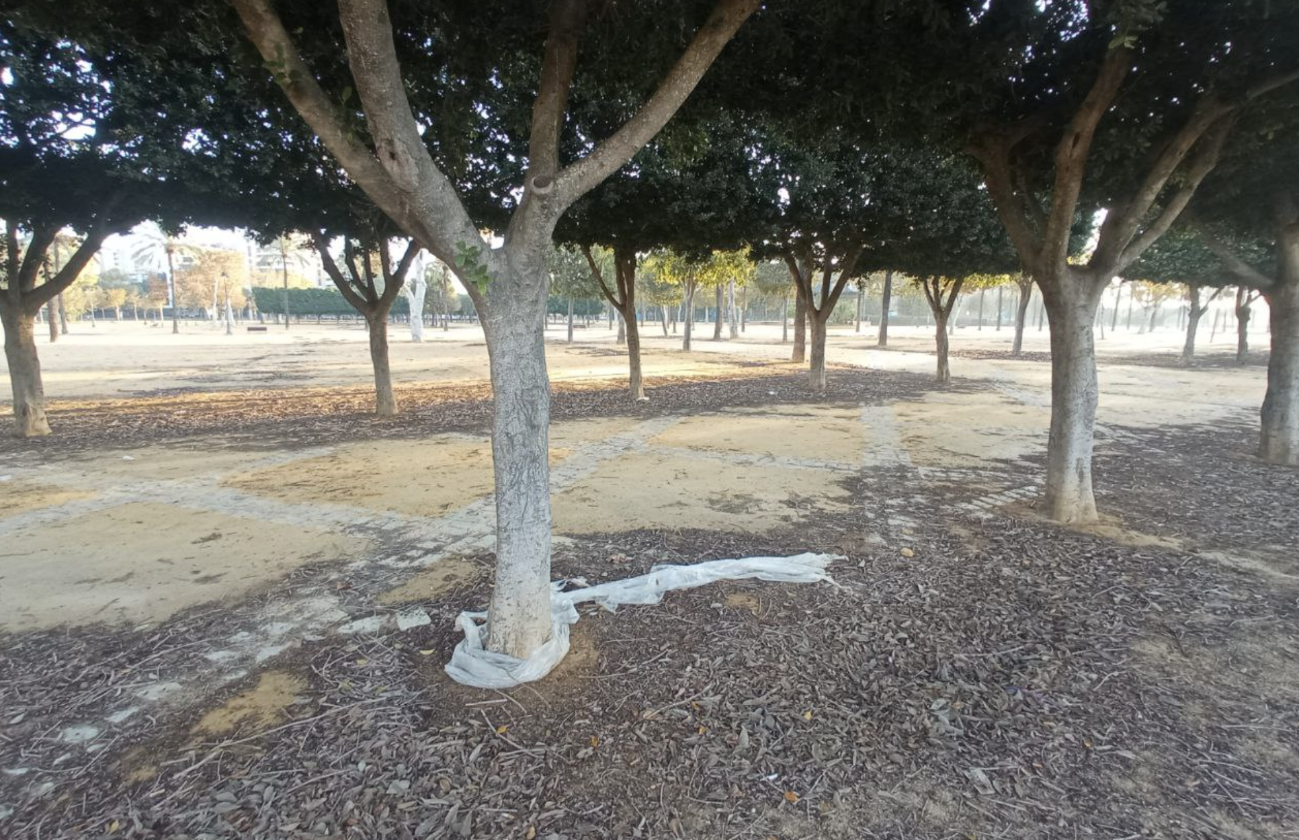 Estado del parque González Hontoria en Jerez.