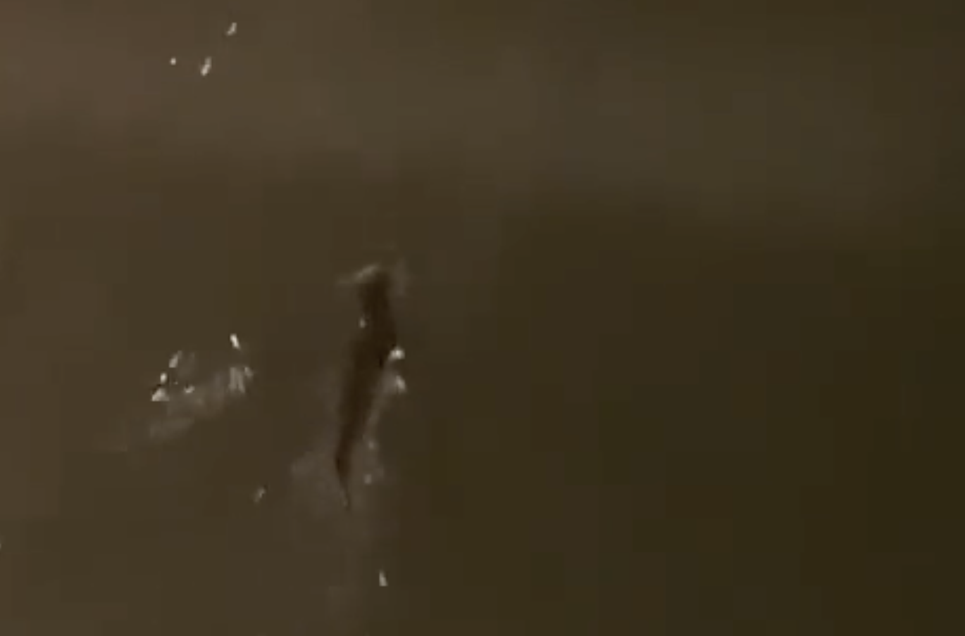Nutrias nadando en el río Iro de Chiclana, en un vídeo compartido por el alcalde Jose María Román.