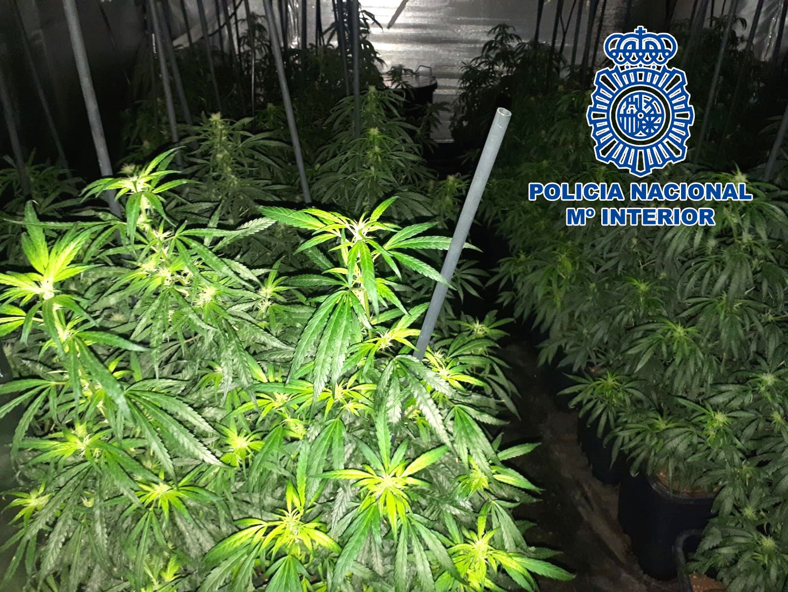 Cultivos 'indoor' de marihuana en Jerez. FOTO: POLICÍA NACIONAL