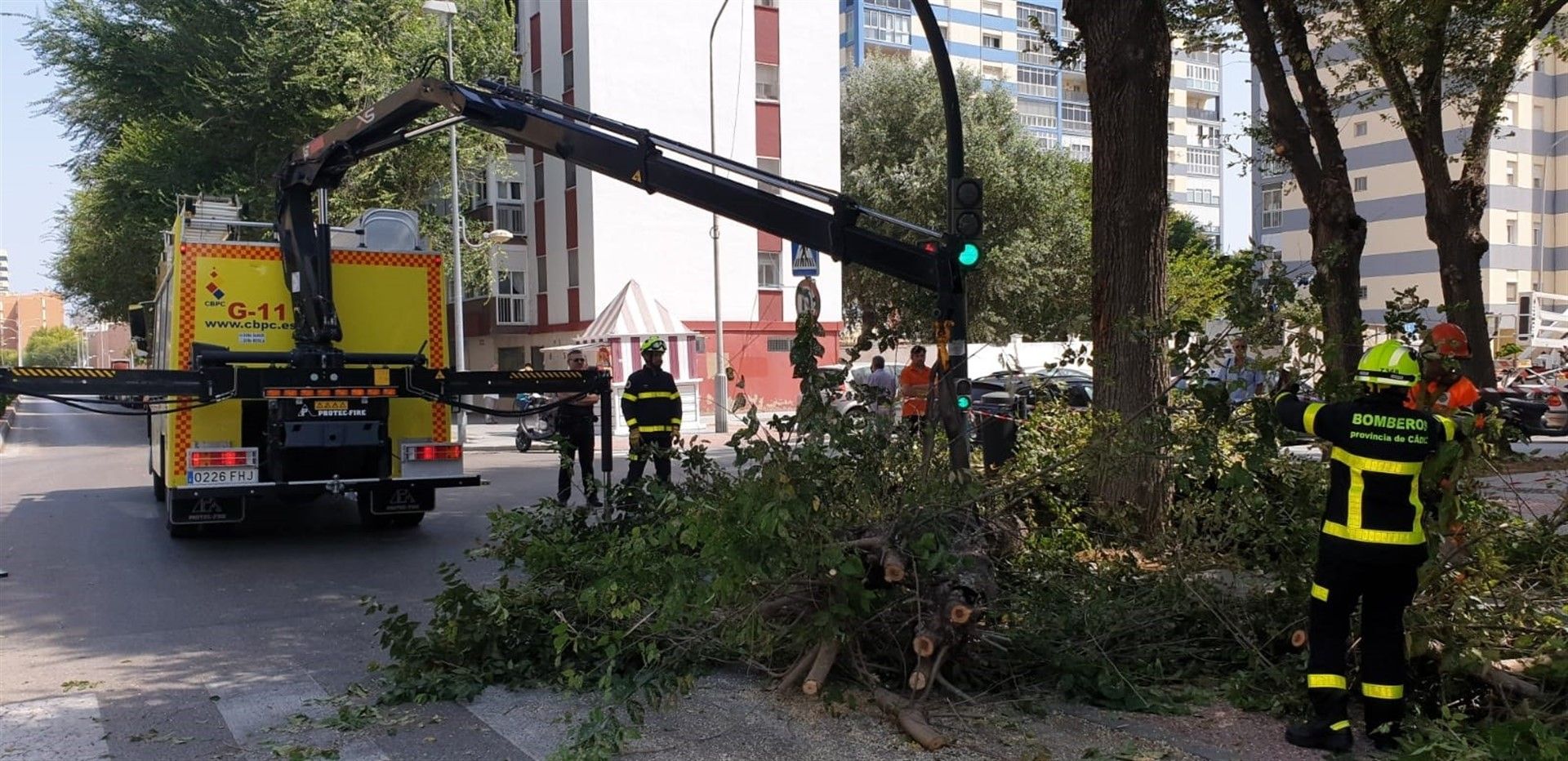El árbol caído en Cádiz esta mañana.