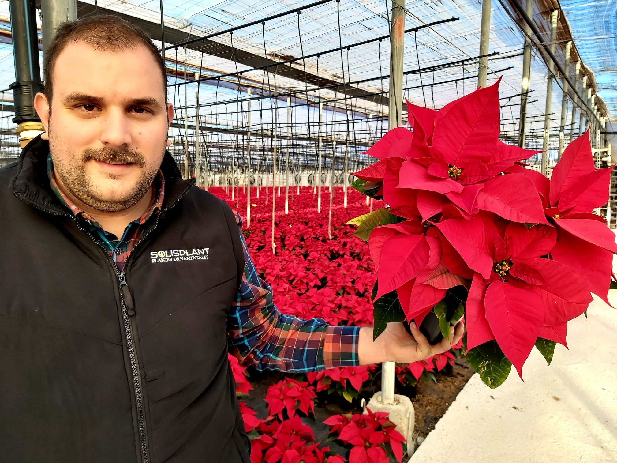 La Poinsetia necesita para su desarrollo «un clima no muy cálido, estable, algo seco y buena luz. SOLISPLANT