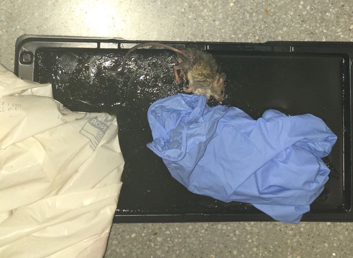 Imagen de una de las ratas encontradas en la sala de celadores del Hospital de La Línea.