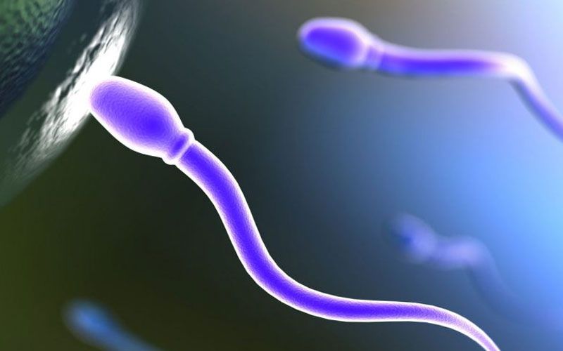 Espermatozoides, en pruebas de fertilidad masculina. "Demandan a un donante de semen por tener 550 hijos repartidos por todo el mundo"