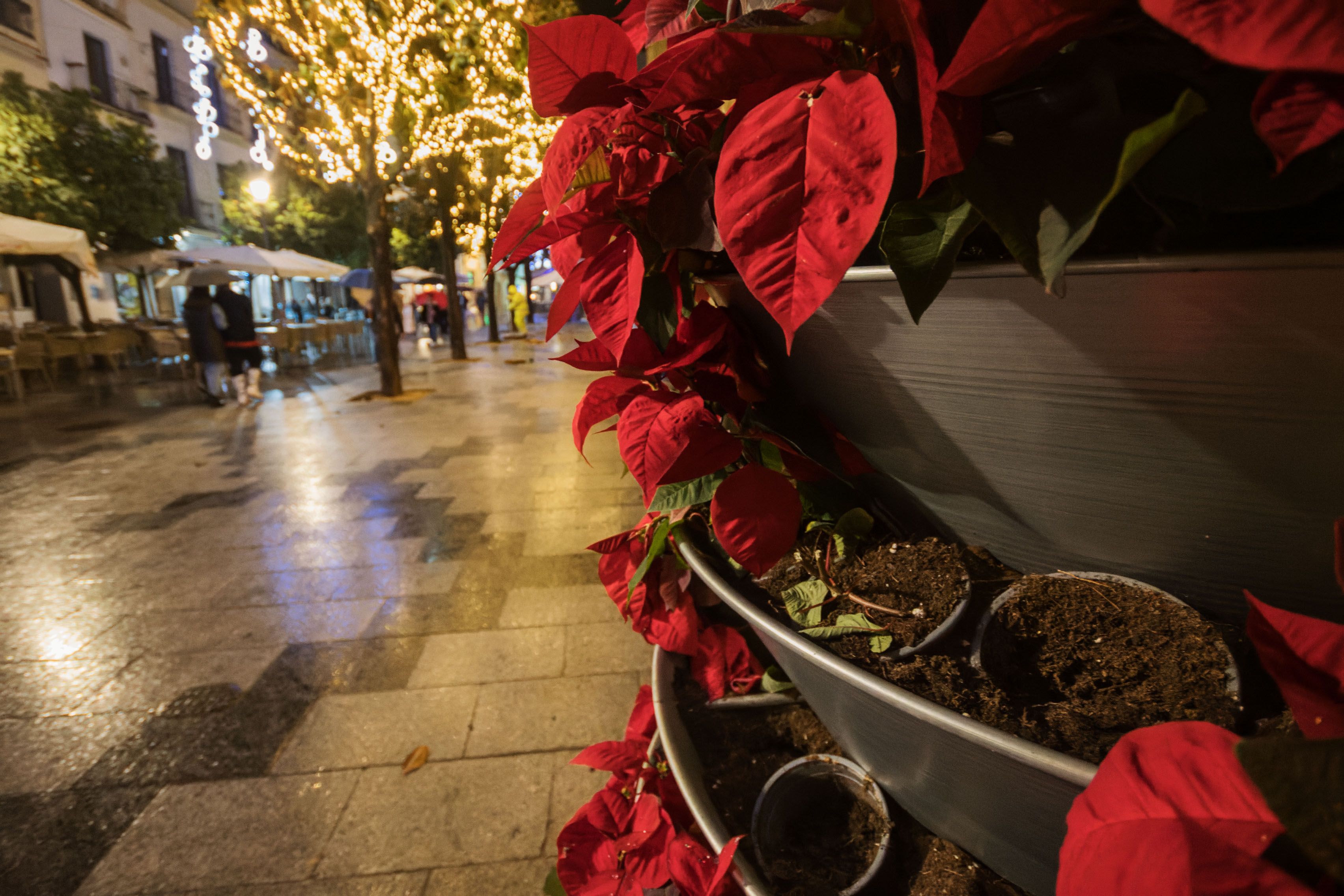 Flores de pascua robadas en la entrada del Ayuntamiento de Jerez. Flores de pascua robadas en la entrada del Ayuntamiento de Jerez.