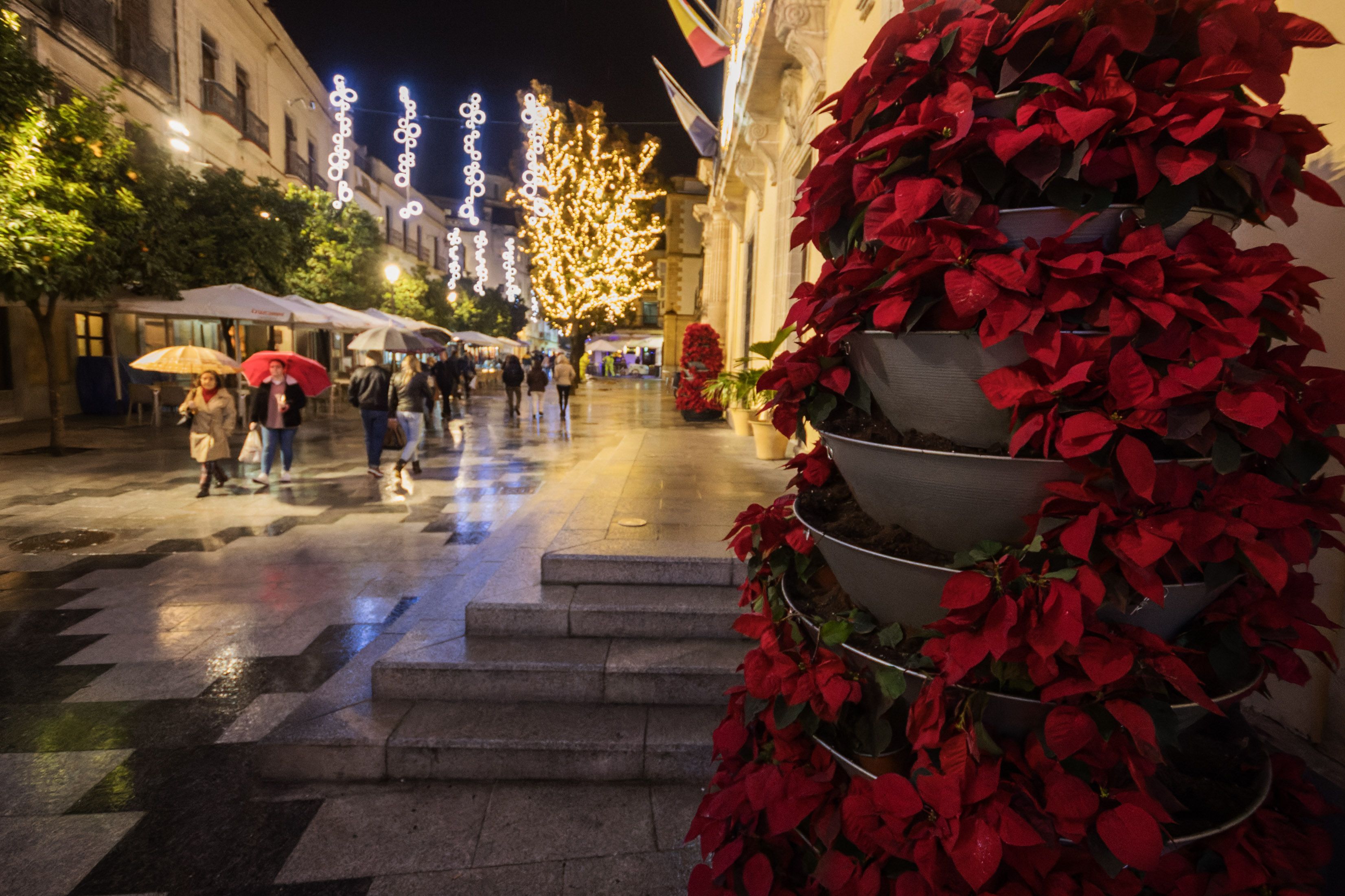 Roban flores de pascua en la entrada del Ayuntamiento de Jerez. Roban flores de pascua en la entrada del Ayuntamiento de Jerez.