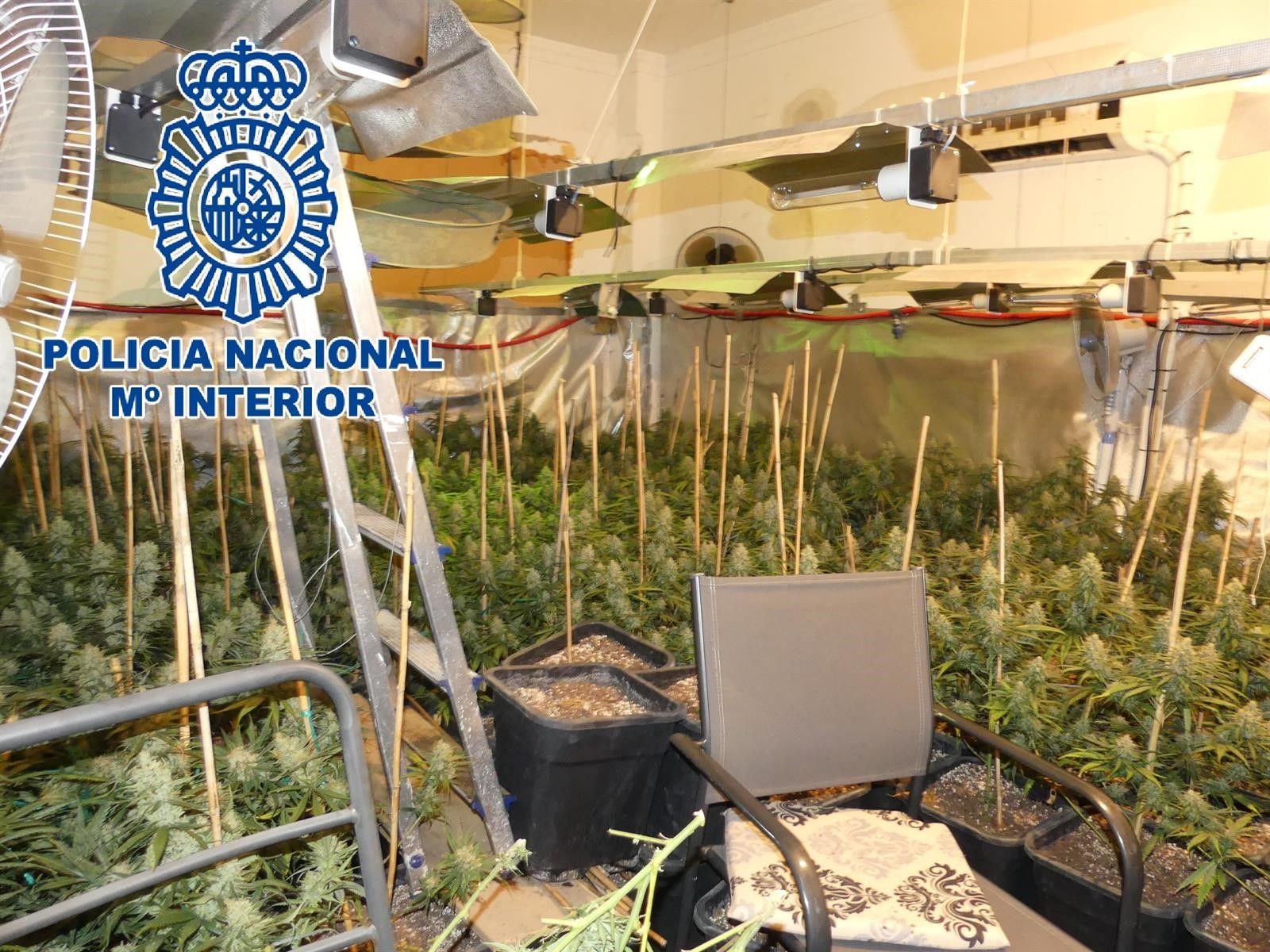 Plantación de cannabis descubierta en el interior de una vivienda en Sanlúcar. FOTO: POLICÍA NACIONAL