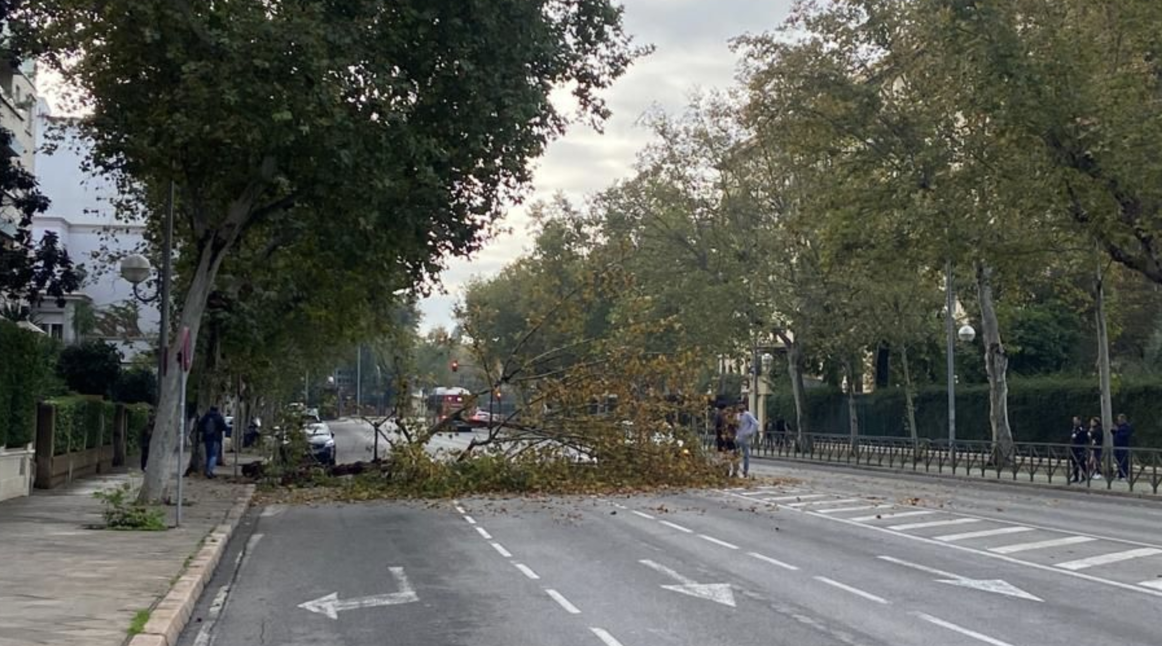 Cae una enorme rama en la Borbolla, frente al cuartel de la Guardia Civil de esta avenida de Sevilla. 