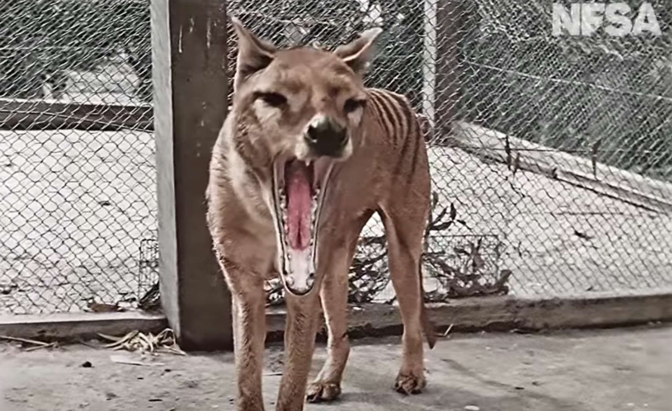 Imagen del tigre de Tasmania. TMAG