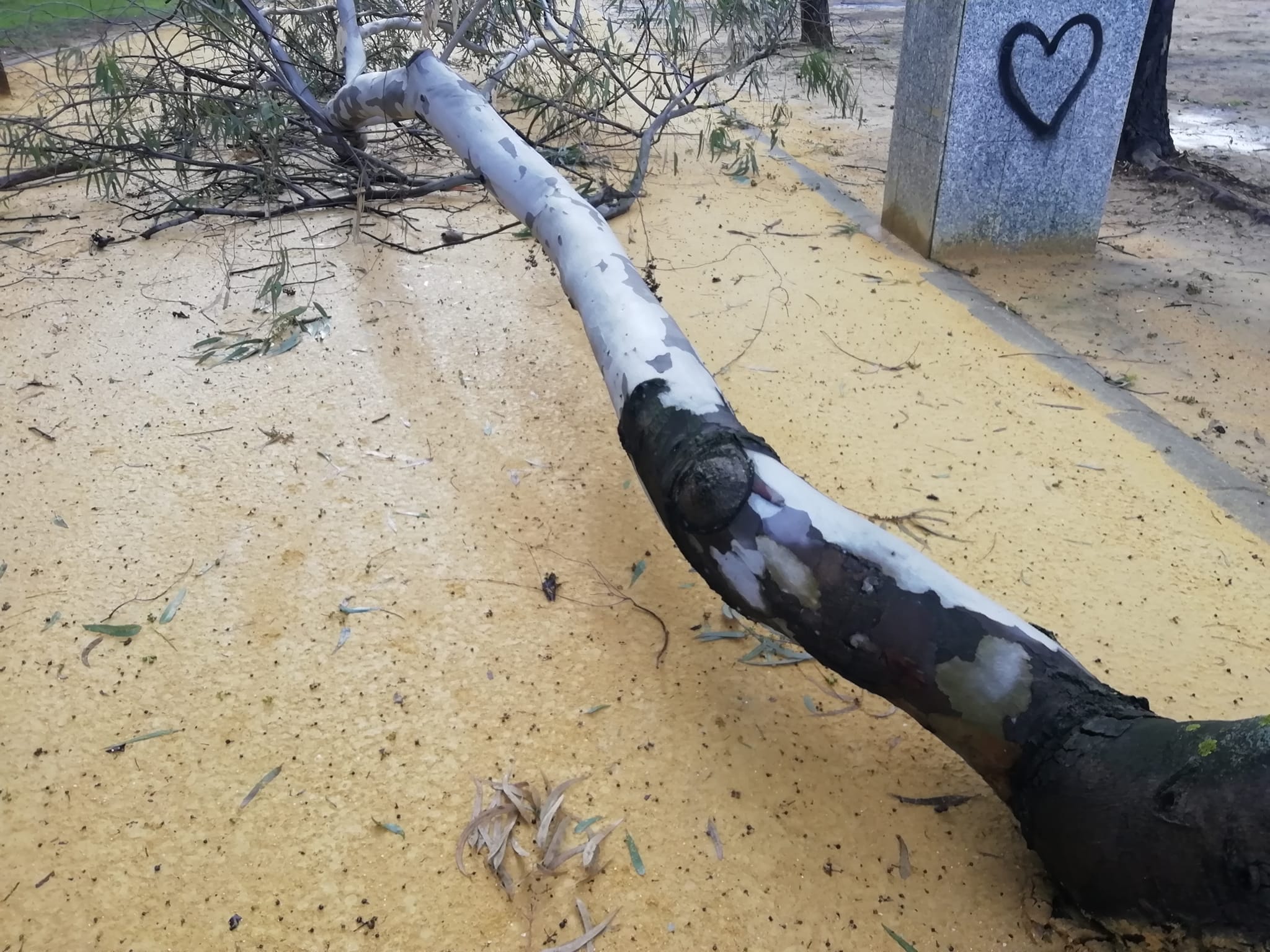 Uno de los árboles caídos en Huelva. 