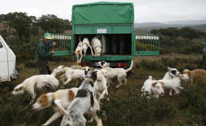 Rehala de perros utilizados para la caza de montería. FOTO: cazavision.com 
