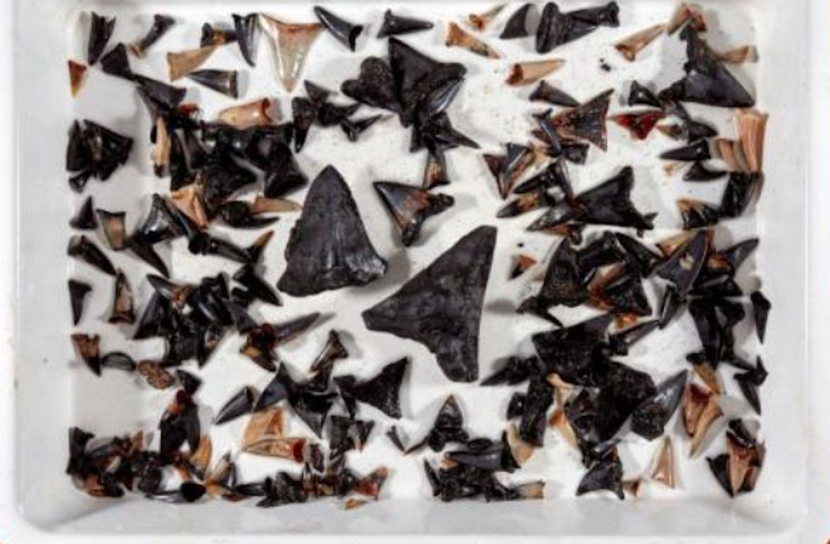 Dientes de tiburones en una imagen de CSIRO.