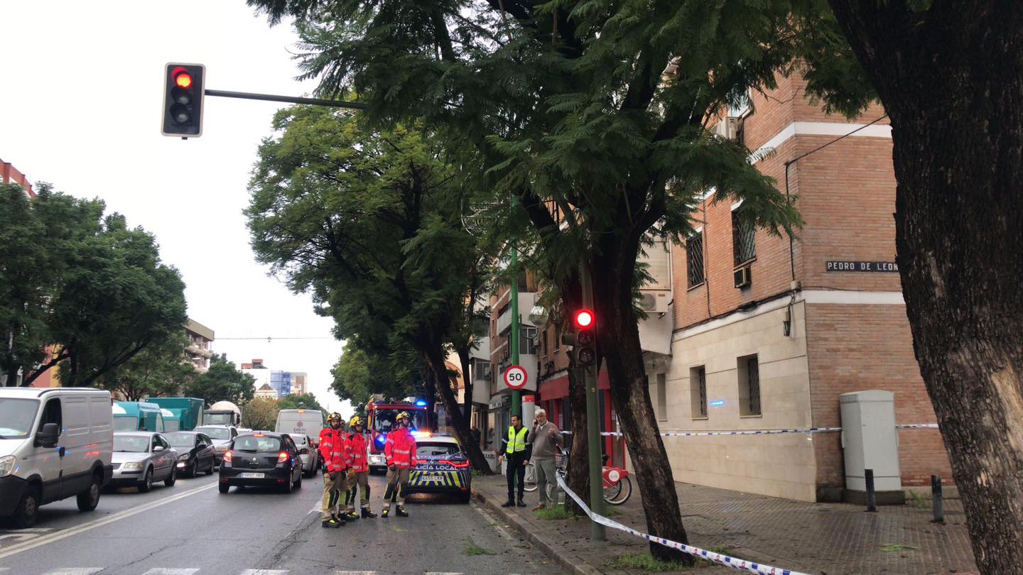 400 incidencias por el temporal en Andalucía. En la imagen, árbol con riesgo de caída en la sevillana avenida Luis Montoto, este pasado martes.