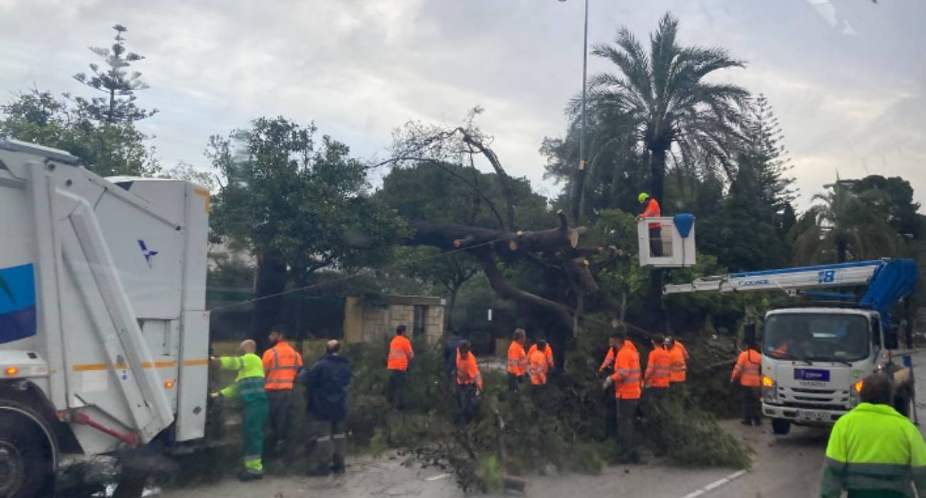 Operarios municipales están trabajando desde primera hora de la mañana en los destrozos que ha dejado el tornado en Jerez.