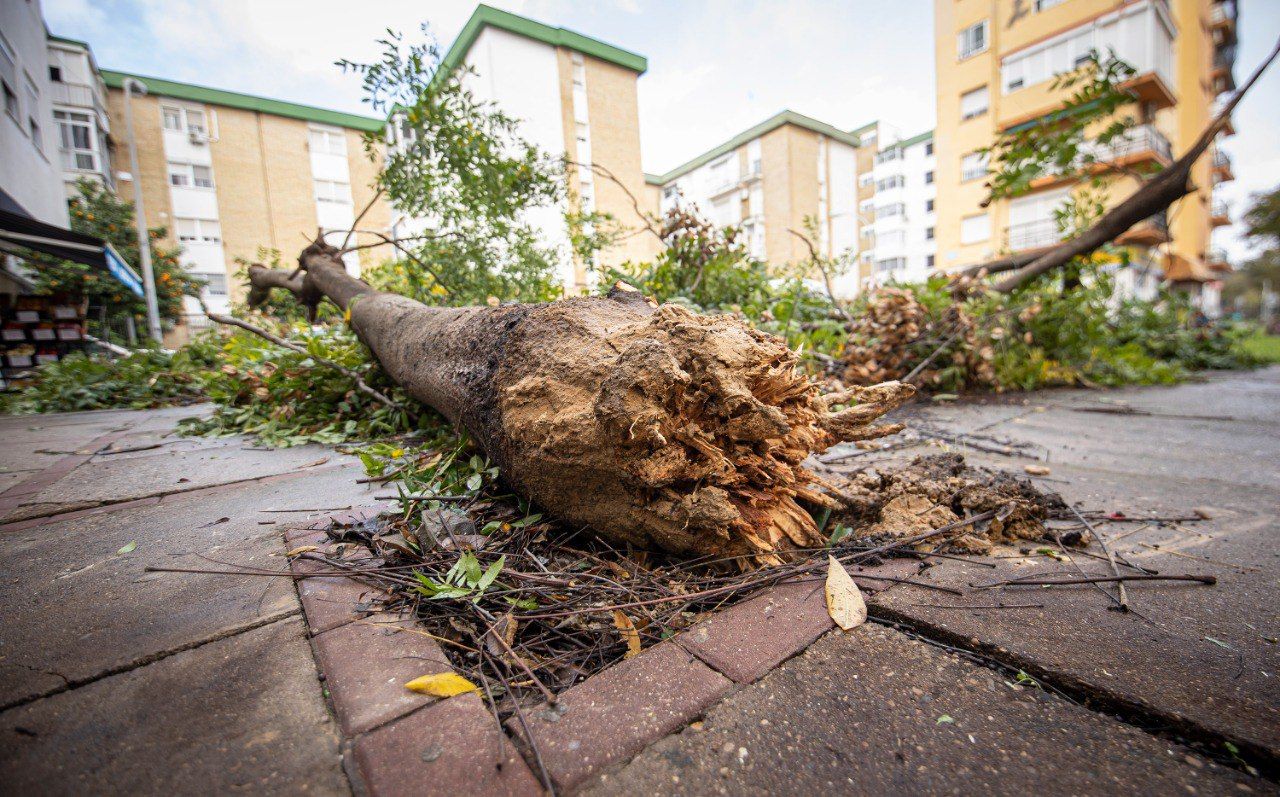 Mamen Sánchez: “Nadie se ha inventado lo del tornado; pido generosidad a las aseguradoras”. En la imagen, un árbol arrancado desde su base.