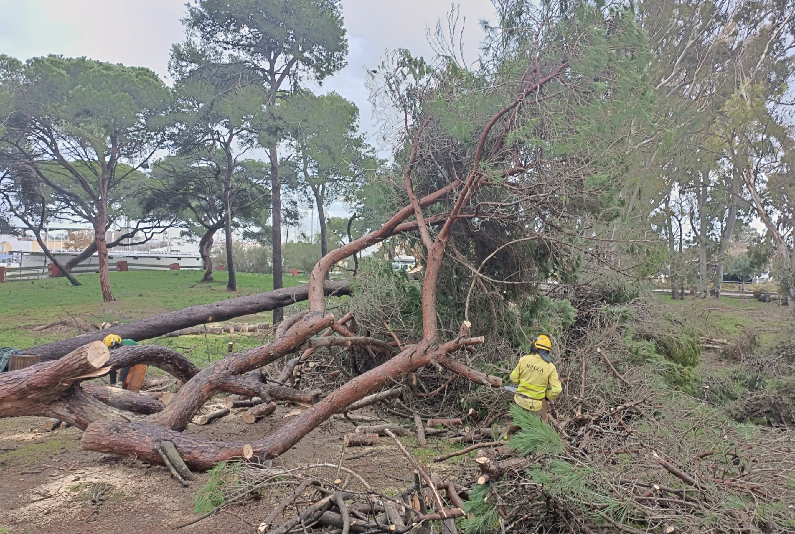 El temporal se ha notado en los pinares de Rota.