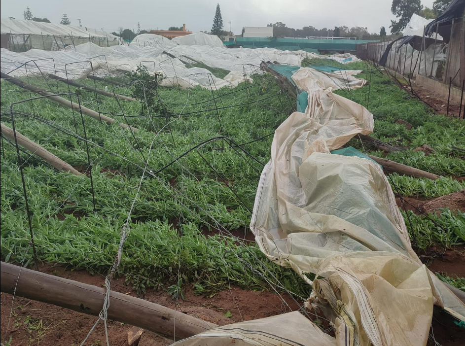 Imagen de un invernadero de Chipiona, completamente destrozado por el temporal.