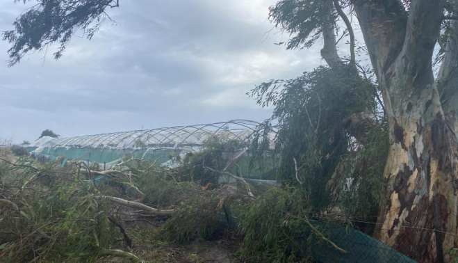 invernadero chipiona