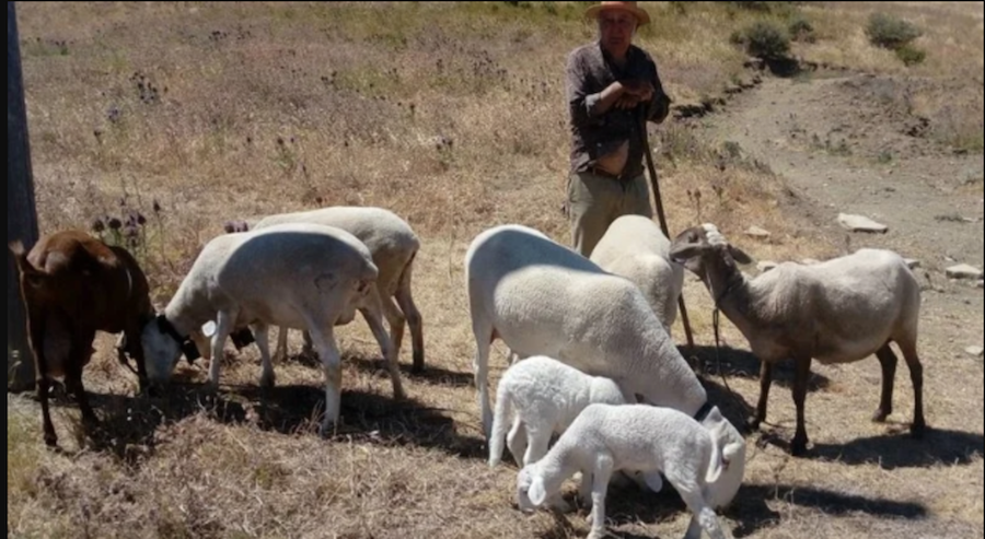 Guillermo, con sus ovejas, en una imagen reciente.