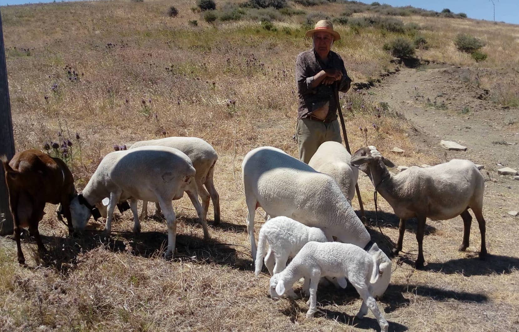 El pastor Guillermo Cana, con sus ovejas. FOTO: PACMA CÁDIZ