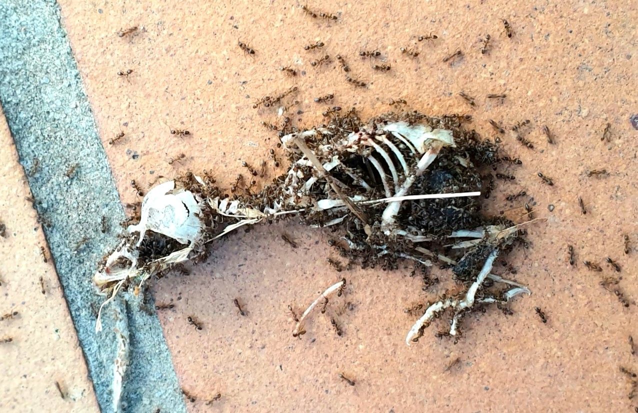 Un gorrión devorado por hormigas.