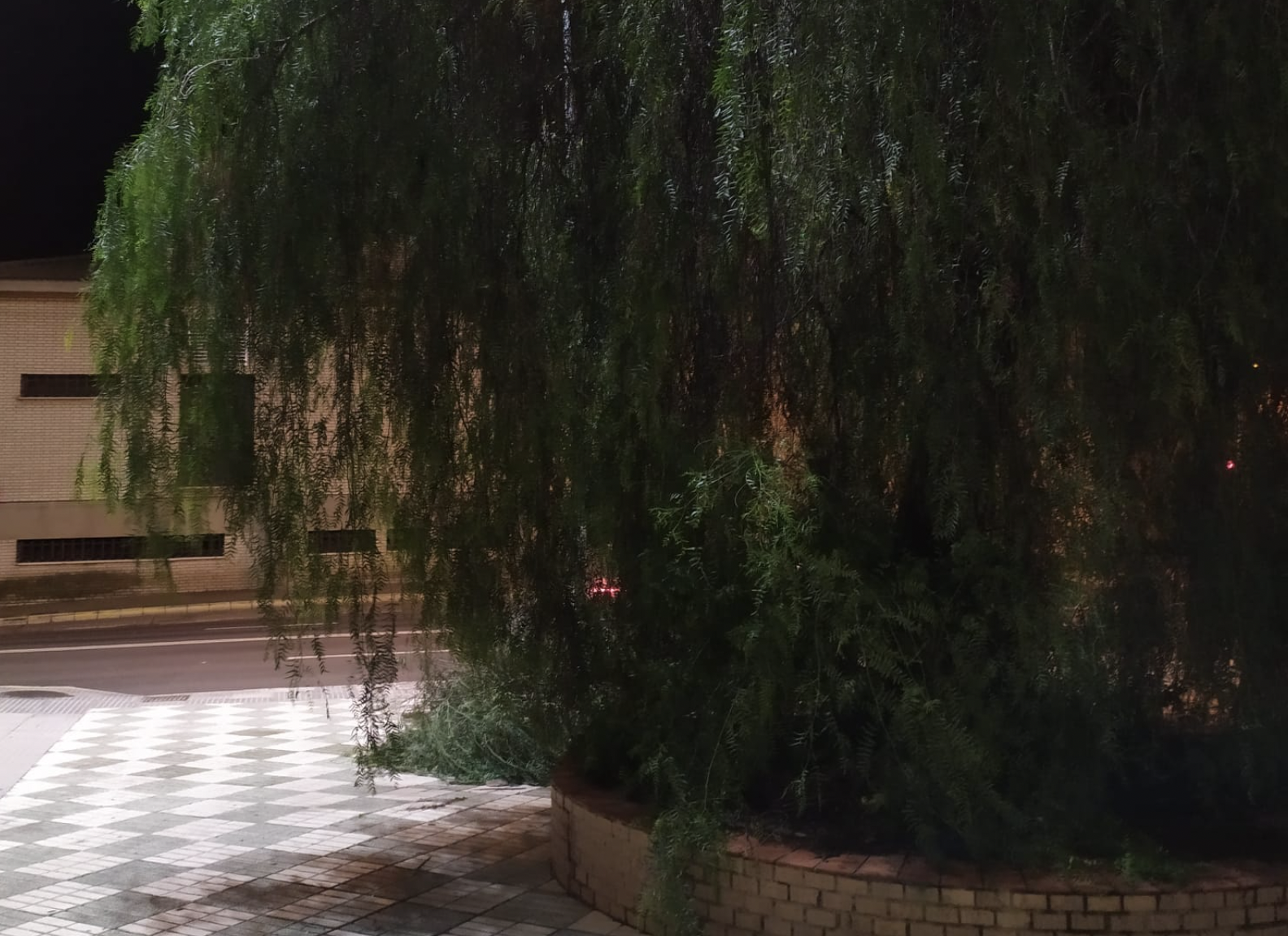 El árbol frondoso ubicado en la avenida de Fuentebravía en El Puerto.