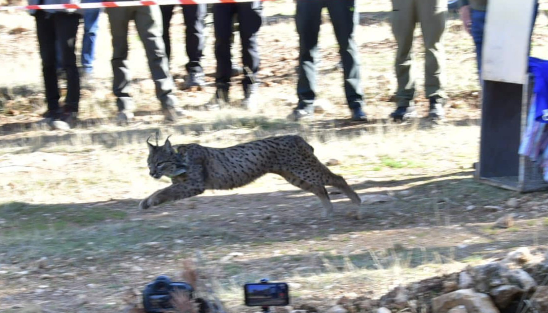Imagen de uno de los linces ibéricos liberados en Granada.