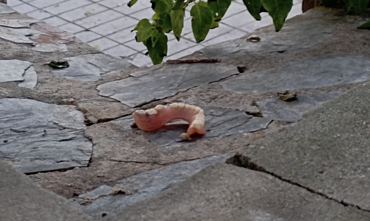 Dentadura postiza, el "desagradable" hallazgo de un vecino en Prado del Rey.
